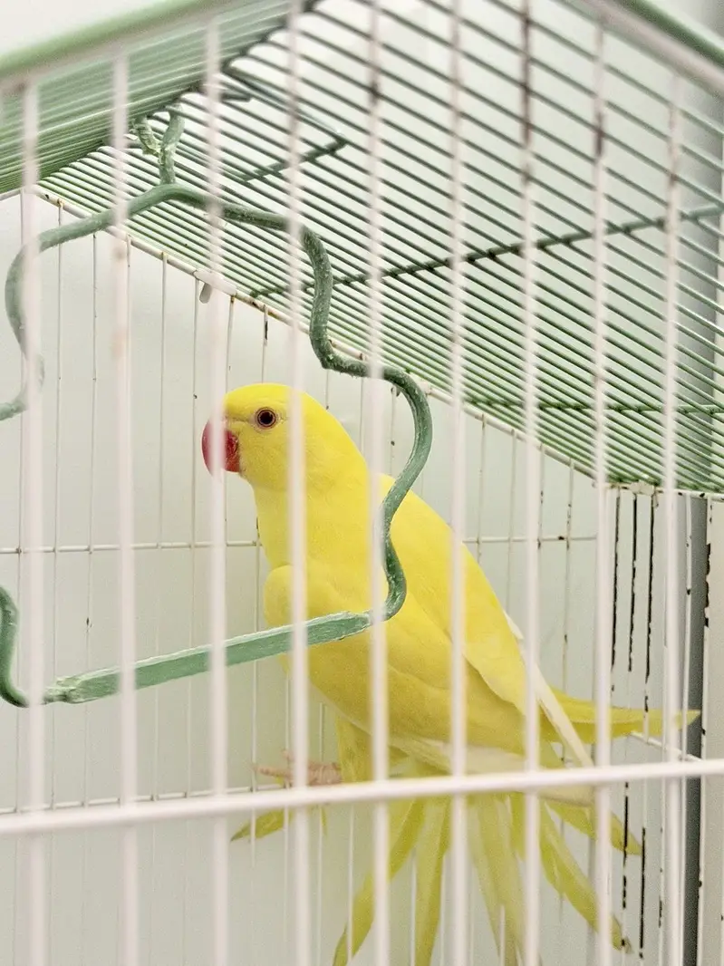 Young yellow ringneck for sale — photo 4