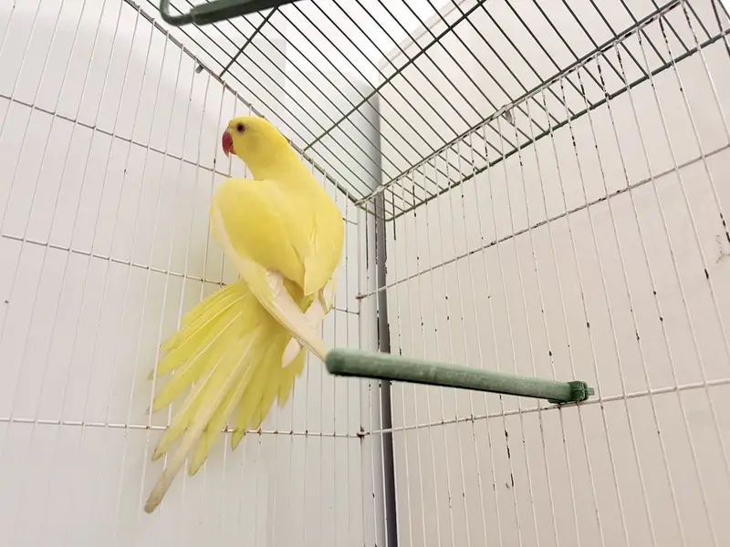 Young yellow ringneck for sale — photo 5