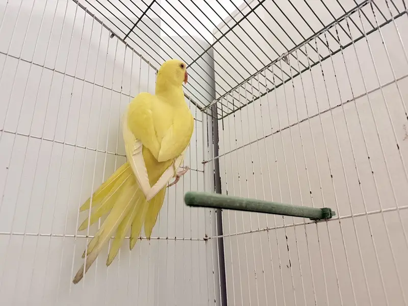 Young yellow ringneck for sale — photo 6