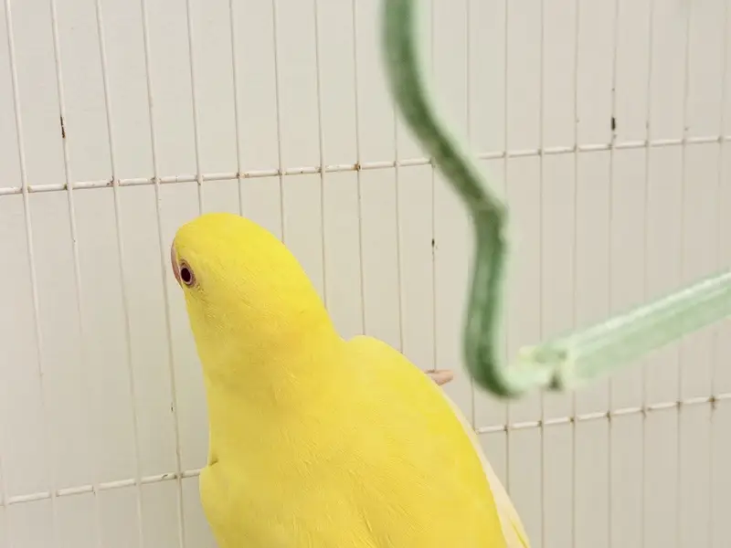 Young yellow ringneck for sale — photo 7