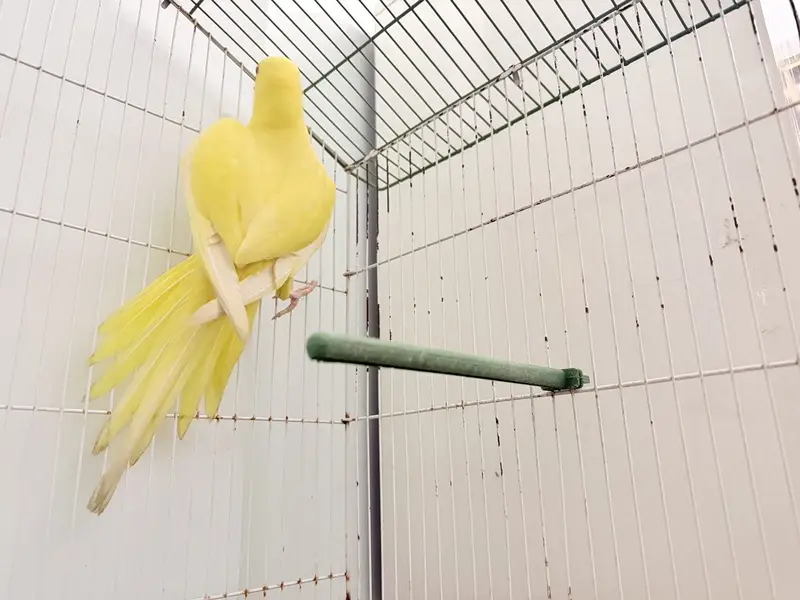 Young yellow ringneck for sale — photo 8