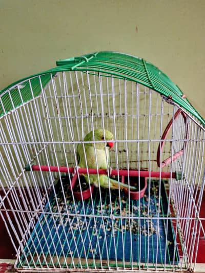 green parrot with new cage