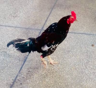 Pair Aseel Hens for Sale
