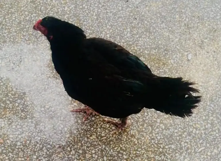 Pair Aseel Hens for Sale — photo 2