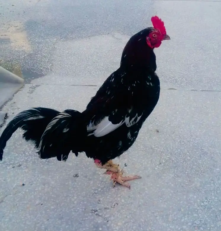 Pair Aseel Hens for Sale — photo 3