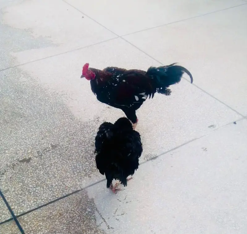 Pair Aseel Hens for Sale — photo 4
