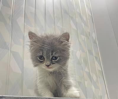 Beautiful Grey & White Persian Mix Kitten – 45 Days Old
