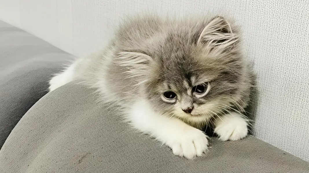 Beautiful Grey & White Persian Mix Kitten – 45 Days Old — photo 2