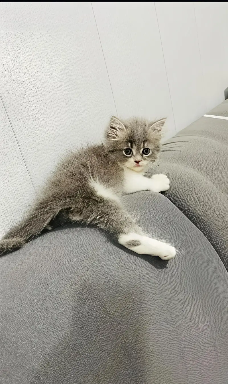 Beautiful Grey & White Persian Mix Kitten – 45 Days Old — photo 3