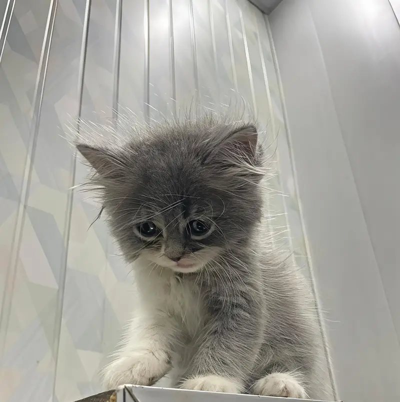 Beautiful Grey & White Persian Mix Kitten – 45 Days Old — photo 4