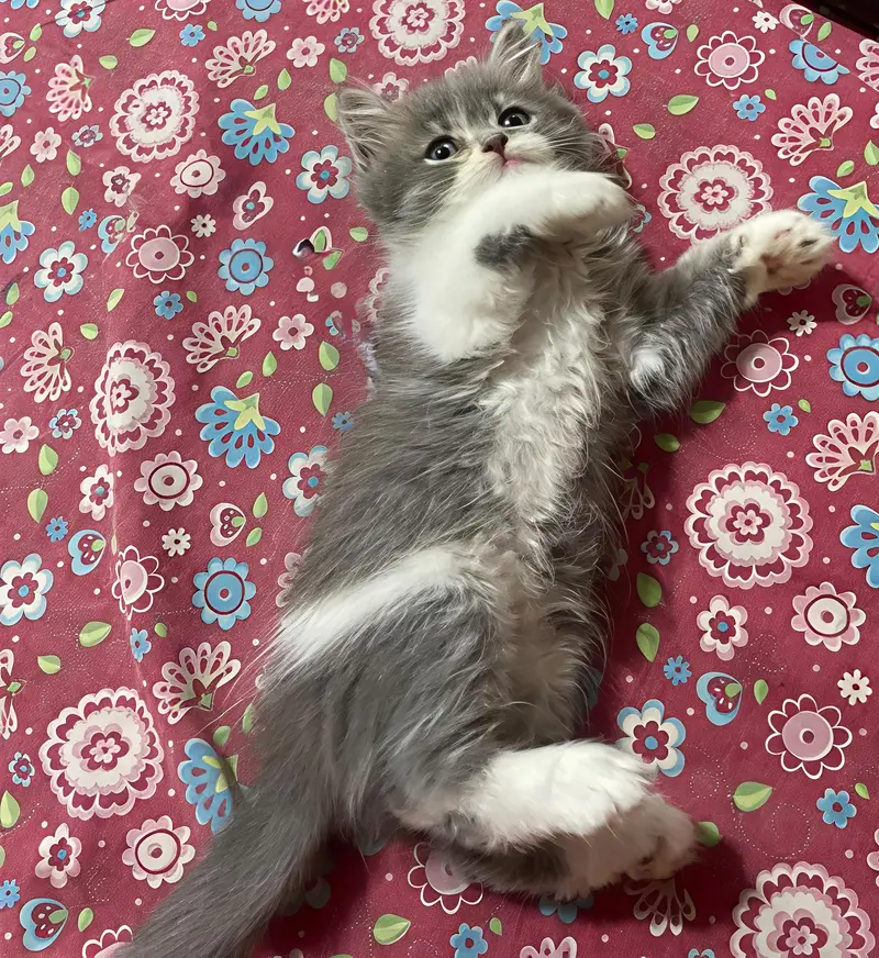 Beautiful Grey & White Persian Mix Kitten – 45 Days Old — photo 5