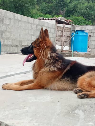 german shepherd dog