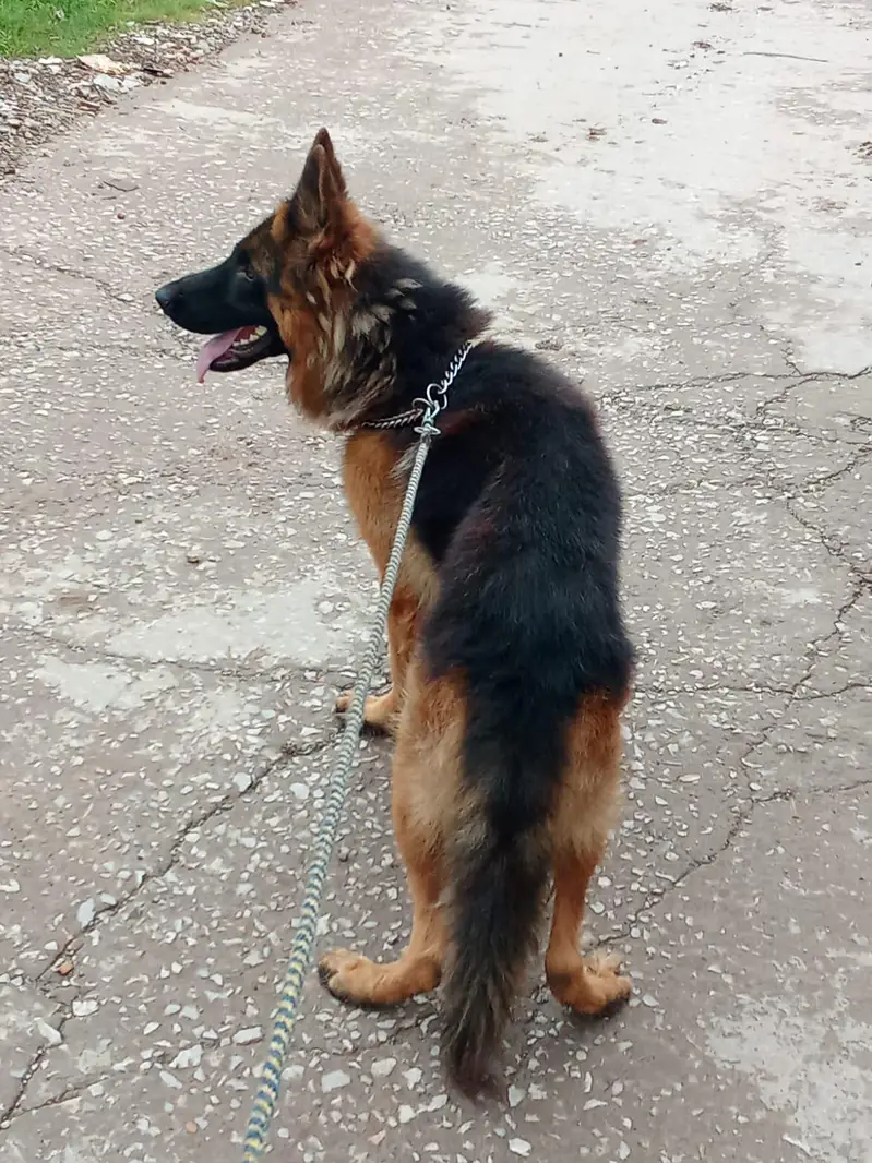 german shepherd dog — photo 2