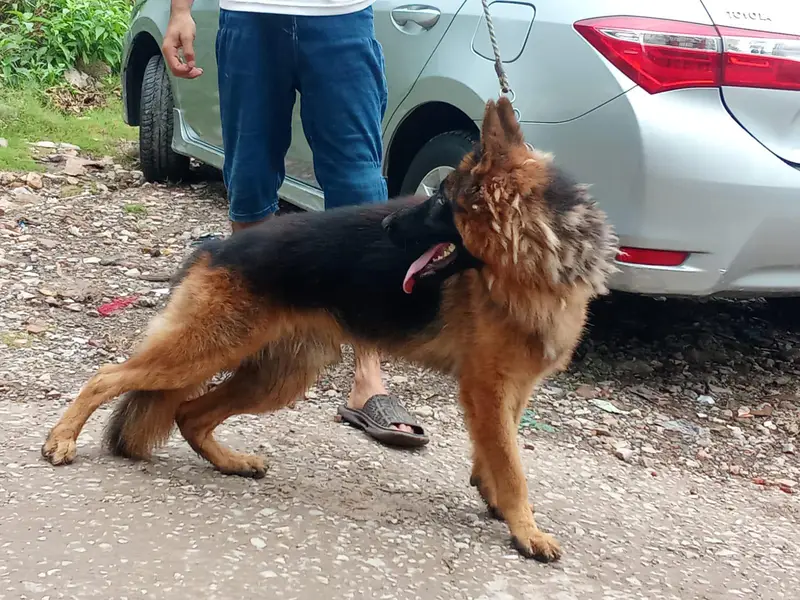 german shepherd dog — photo 3