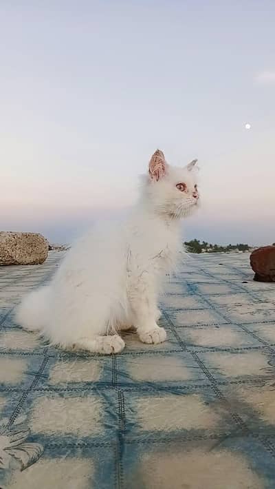purshan kitten
