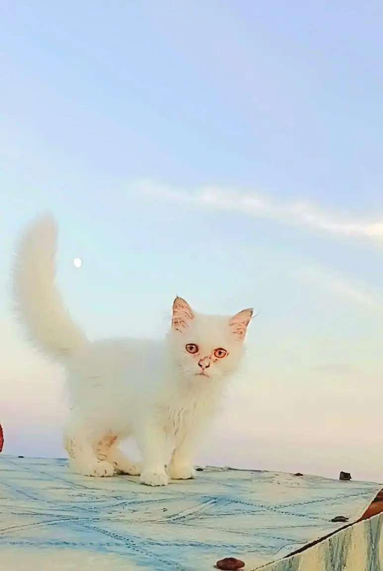 purshan kitten — photo 3