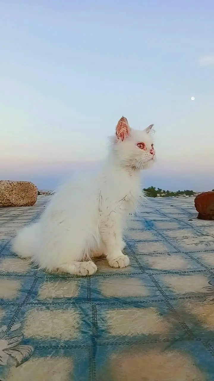 purshan kitten — photo 4