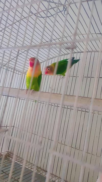fishers love bird pair healthy and active