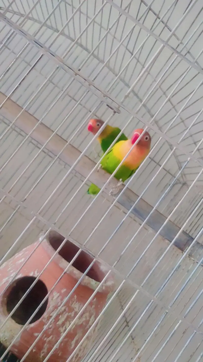 fishers love bird pair healthy and active — photo 2