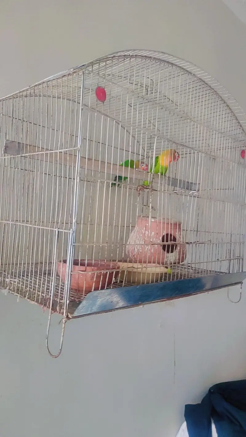 fishers love bird pair healthy and active — photo 3
