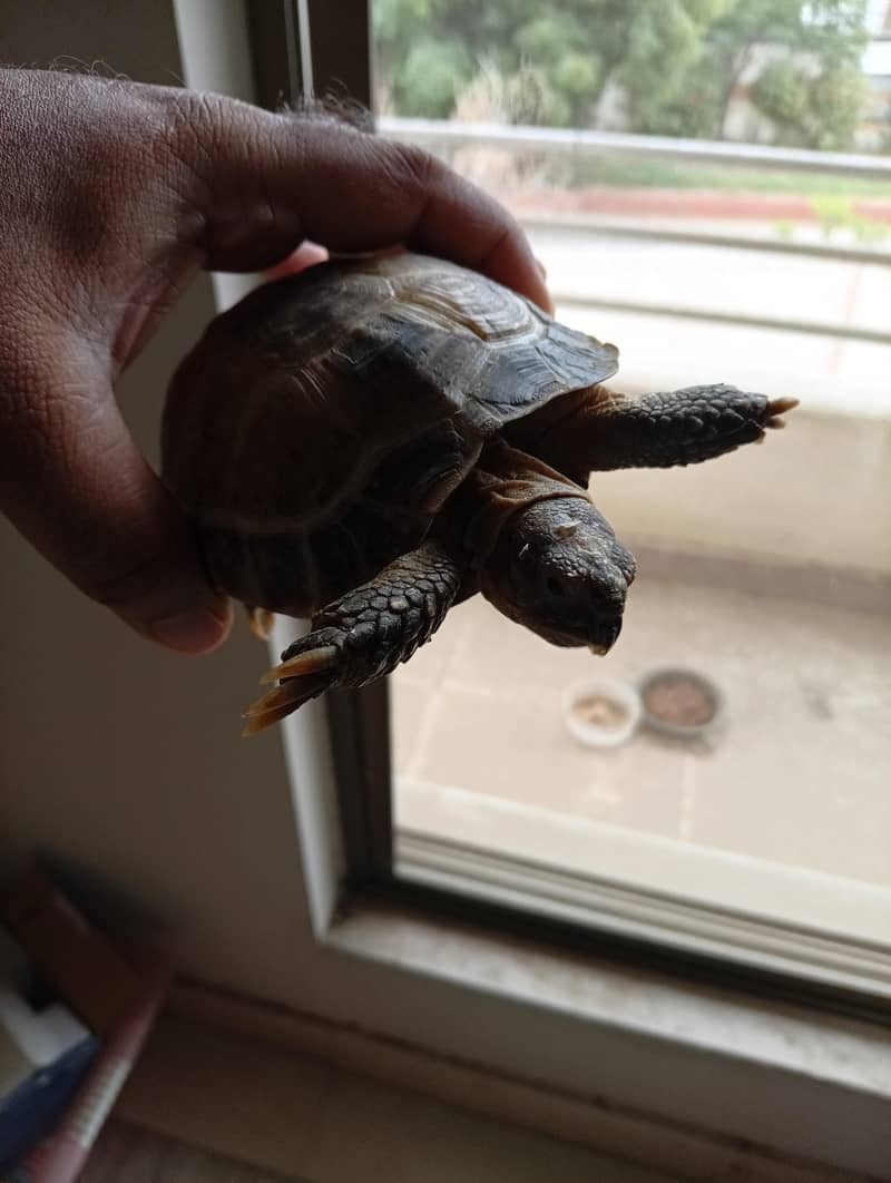 Russian Tortoise 0