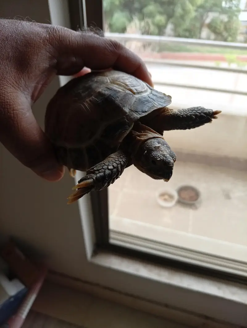 Russian Tortoise
