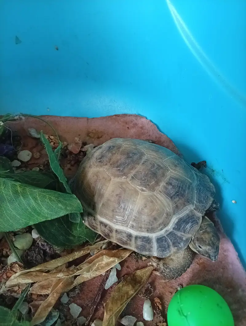 Russian Tortoise — photo 2