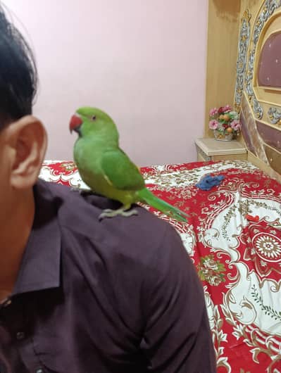 Indian Ringneck Parrot – Full Hand Tame & Friendly