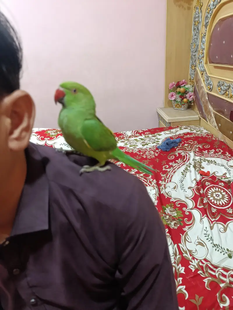 Indian Ringneck Parrot – Full Hand Tame & Friendly — photo 2