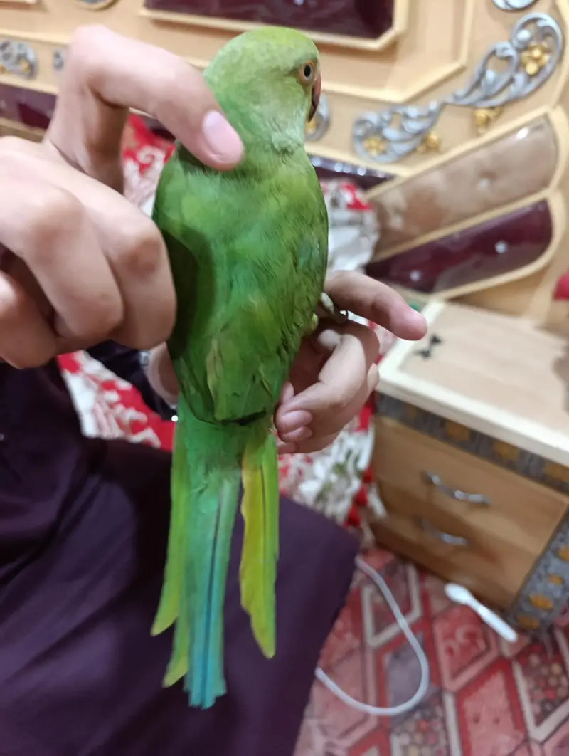 Indian Ringneck Parrot – Full Hand Tame & Friendly — photo 3