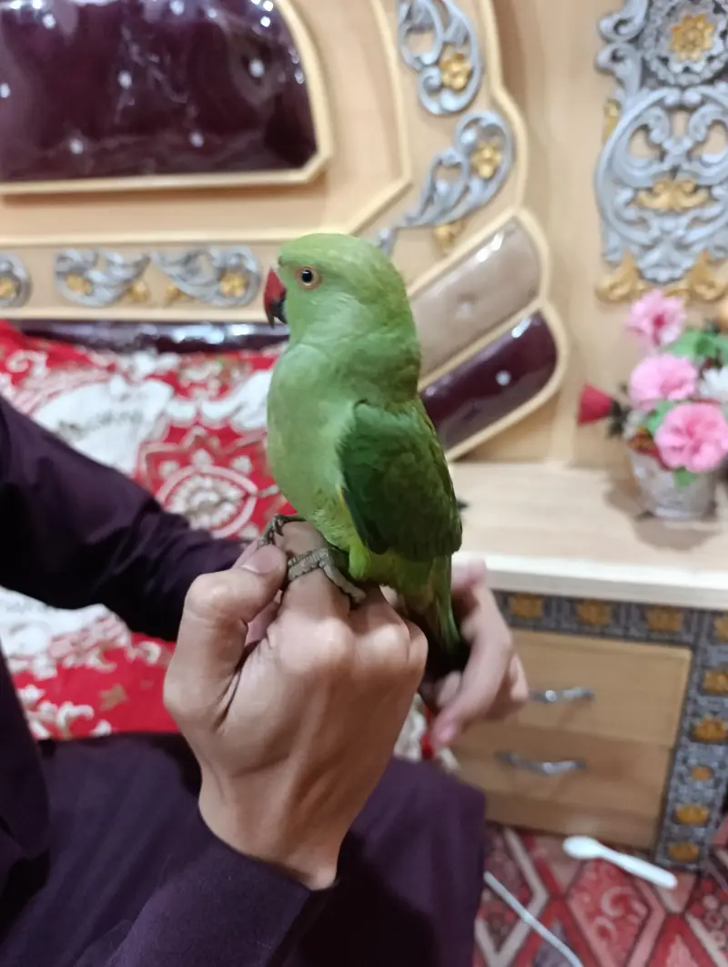 Indian Ringneck Parrot – Full Hand Tame & Friendly — photo 4