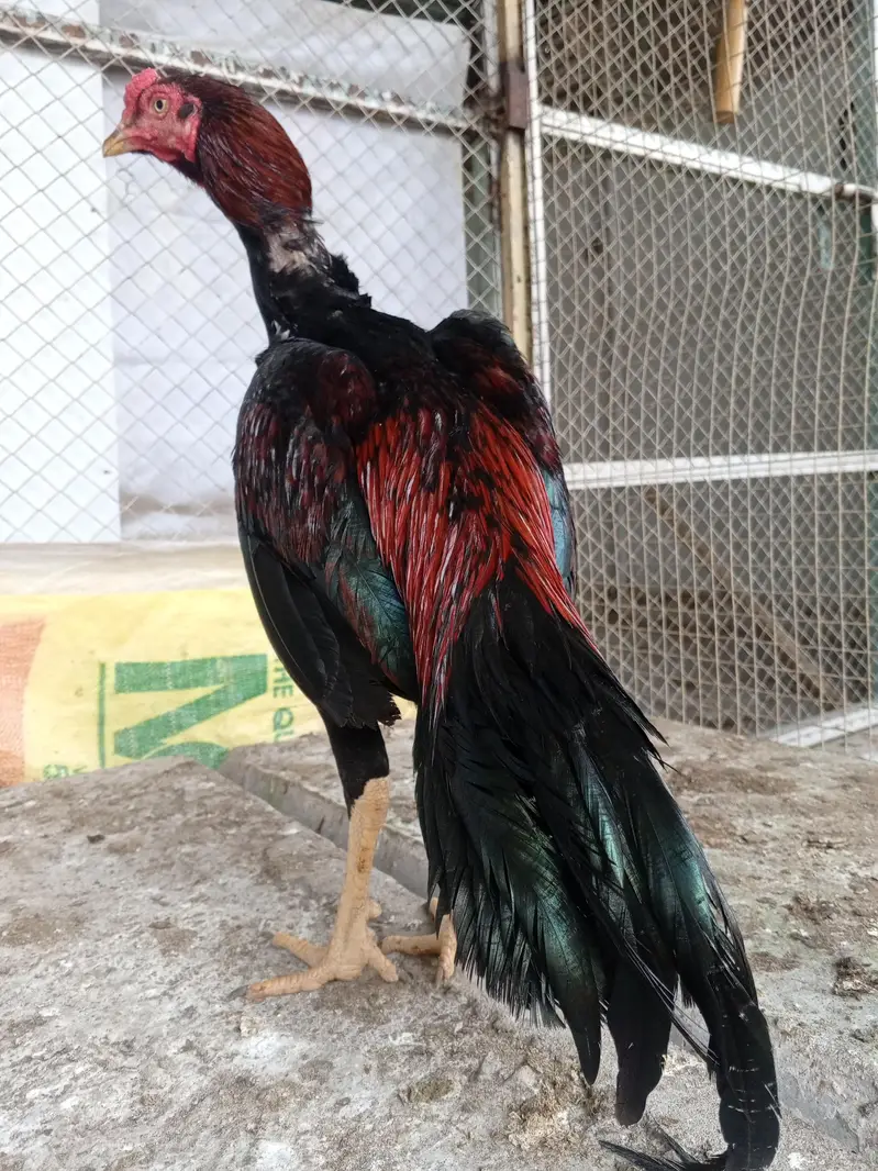 Aseel mianwali — photo 2