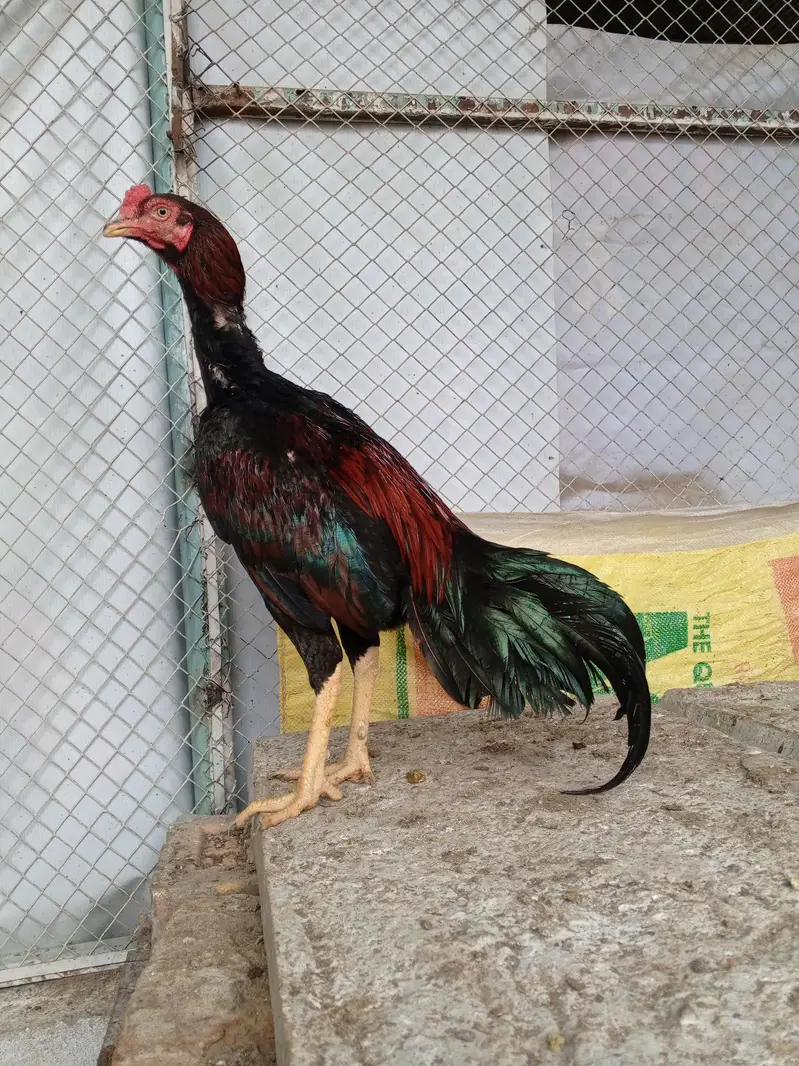 Aseel mianwali — photo 6