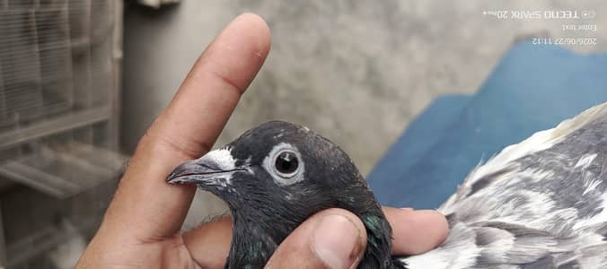 kabootar pigeon