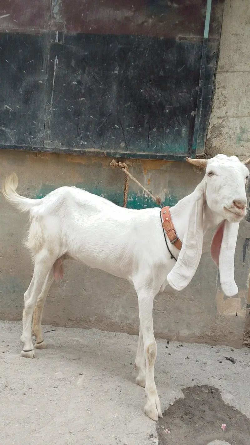 Gulabi Pat pair — photo 2