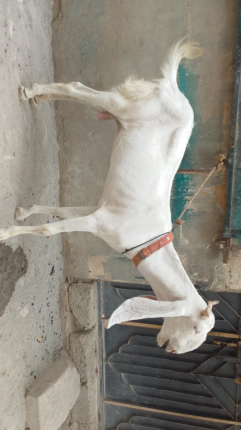 Gulabi Pat pair — photo 3