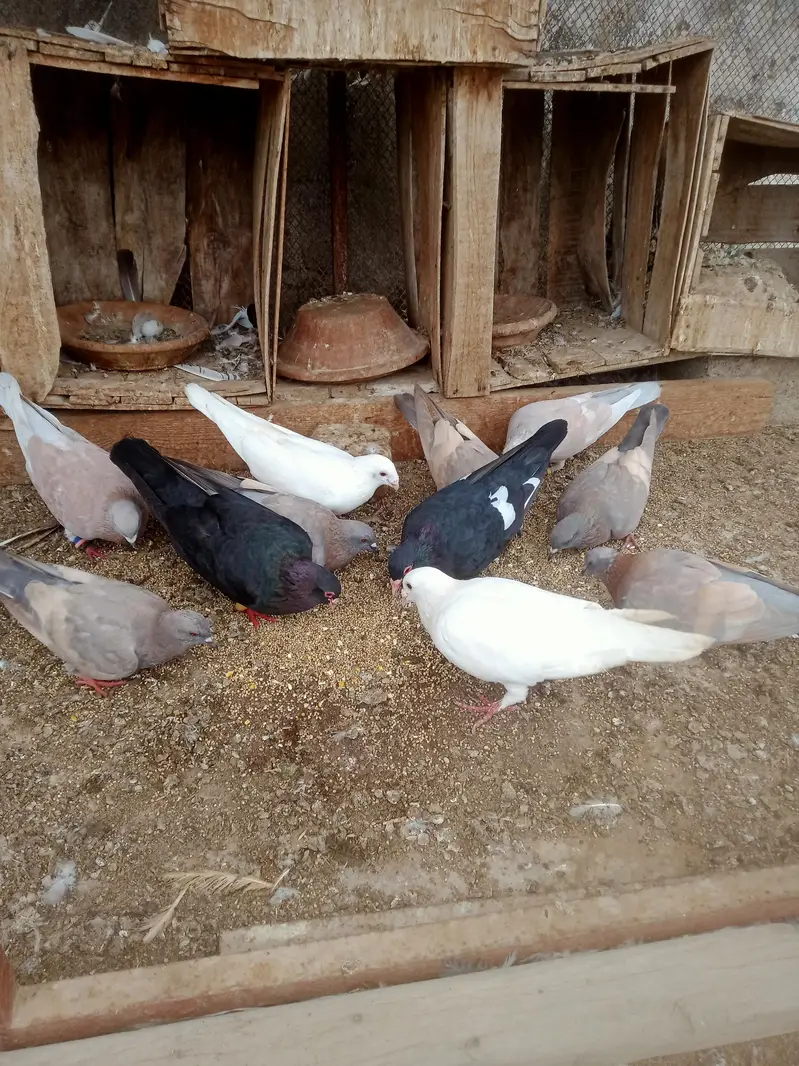 all breeder pigeon setup sale 1500 per — photo 2