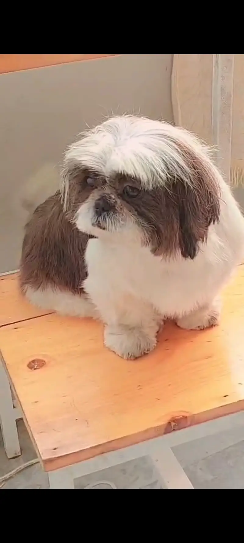 Shihtzu Pedi Female — photo 2