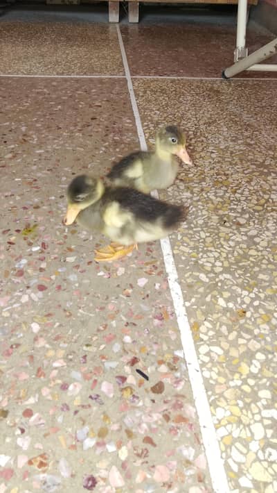 duck pair for sale