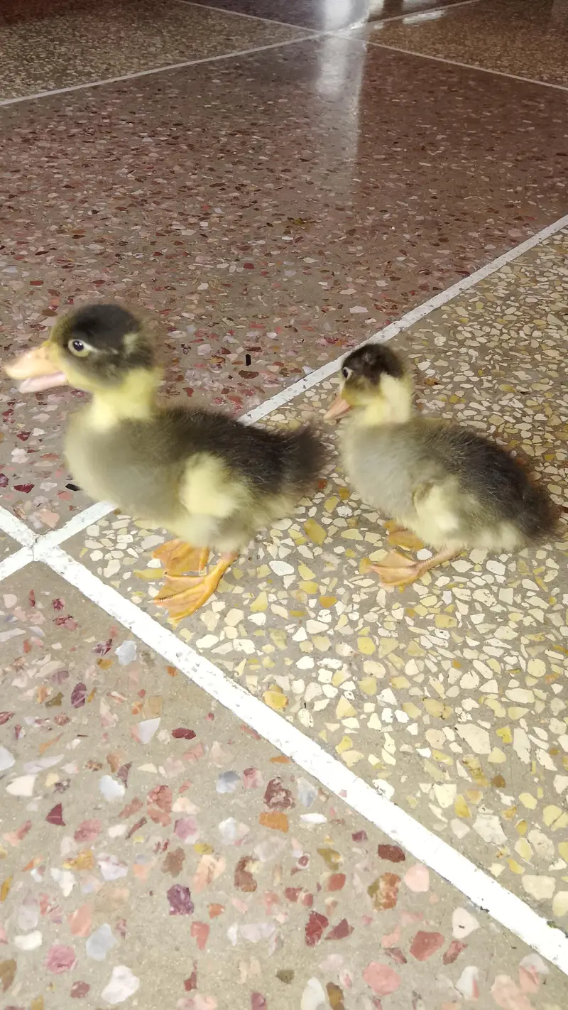 duck pair for sale — photo 2