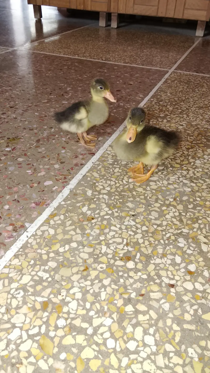duck pair for sale — photo 3