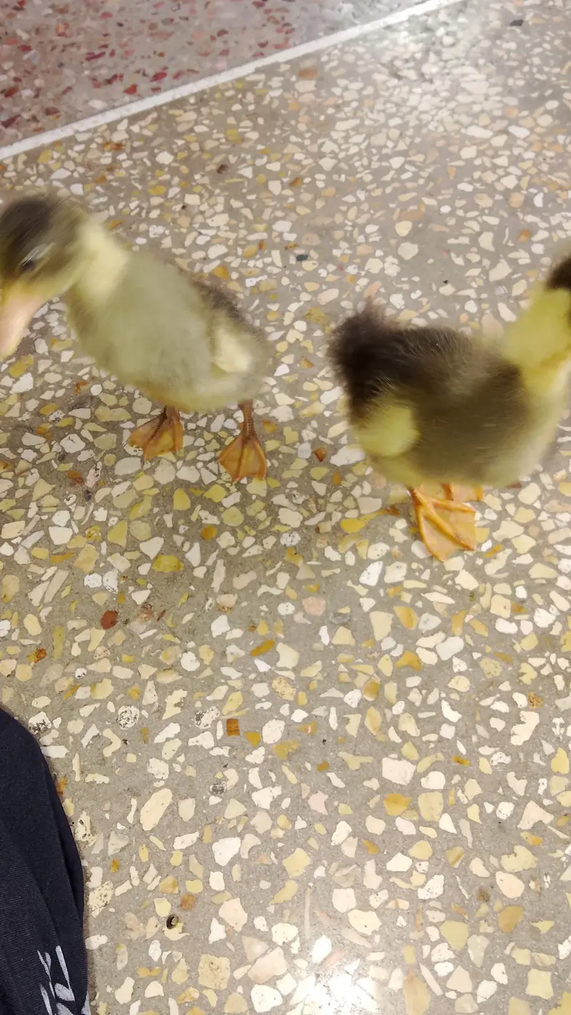 duck pair for sale — photo 4