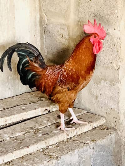 Misri murgha (Raised on feed)