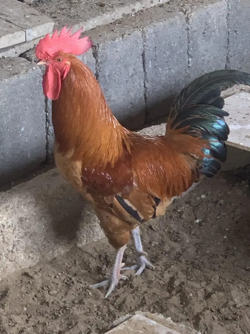 Misri murgha (Raised on feed) — photo 2