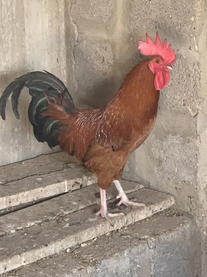 Misri murgha (Raised on feed) — photo 3