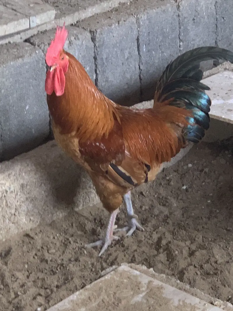 Misri murgha (Raised on feed) — photo 4