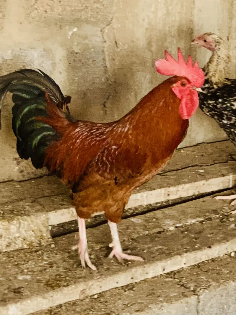Misri murgha (Raised on feed) — photo 5