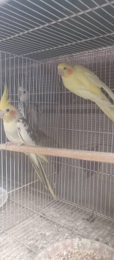 Cockatiel Breeder Pairs
