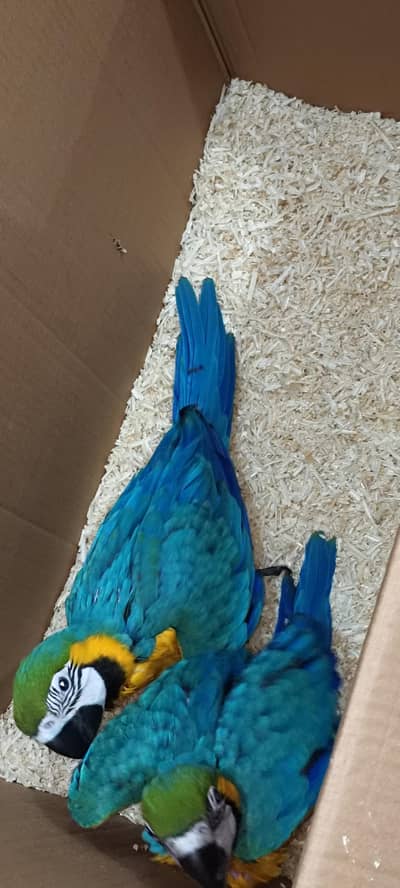 Blue Gold macaw chick