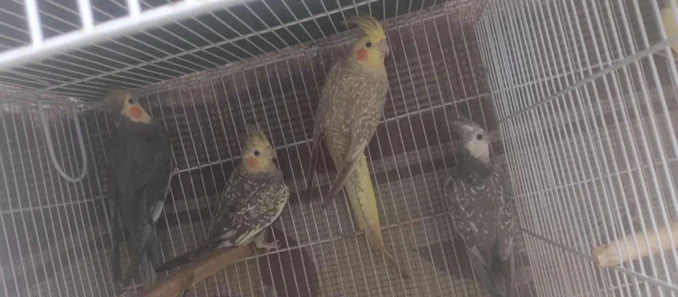 Cockatiel Breeder Pairs — photo 2